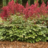 Астильба японская Ред Сентинел Астильба японская Ред Сентинел